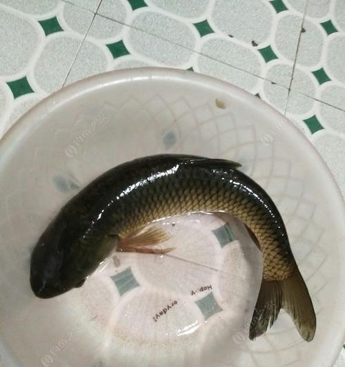 黑坑草鱼夜钓技巧有哪些？如何提高夜钓成功率？  第2张