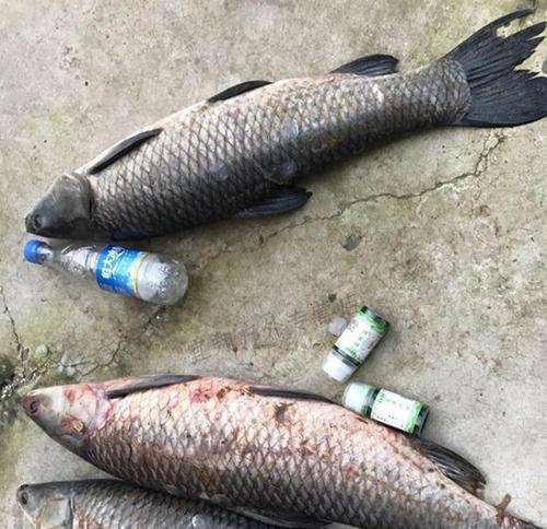 黑坑草鱼玉米钓鱼技巧是什么？如何提高钓获率？  第3张