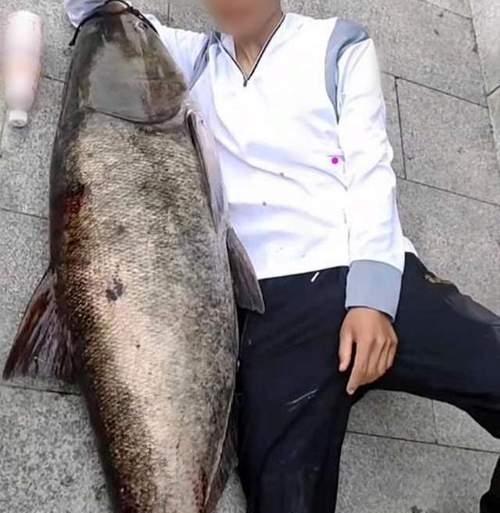 黑坑垂钓白鲳鱼的技巧教程？如何提高钓获率？  第3张