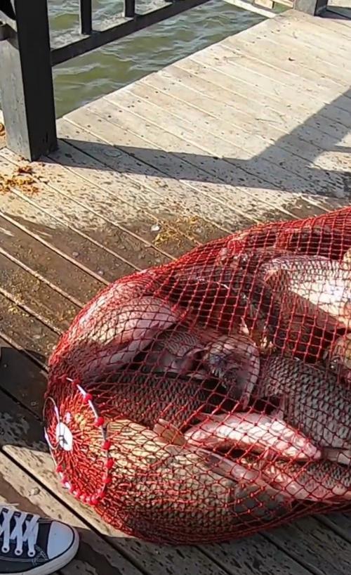 黑坑垂钓爆护技巧是什么？如何在黑坑中实现爆护？  第1张