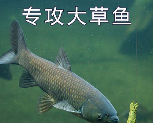 黑坑垂钓草鱼的三大技巧是什么？如何提高垂钓成功率？  第2张