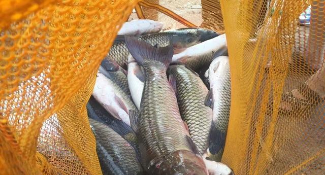 黑坑垂钓虹鳟技巧有哪些？如何提高垂钓成功率？  第1张