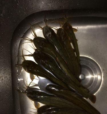 黑坑垂钓生口鱼技巧是什么？如何有效提高钓获率？  第2张