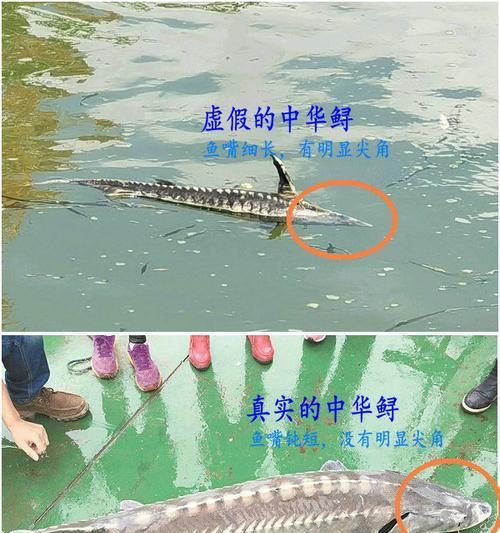 黑坑垂钓鲟鱼技巧有哪些？如何提高成功率？  第3张