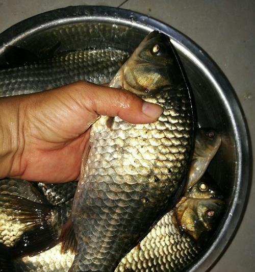 黑坑春天夜钓鲤鱼的最佳方法和技巧是什么？如何提高夜钓鲤鱼的成功率？  第2张