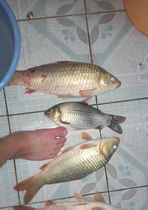黑坑春天夜钓鲤鱼的最佳方法和技巧是什么？如何提高夜钓鲤鱼的成功率？  第1张