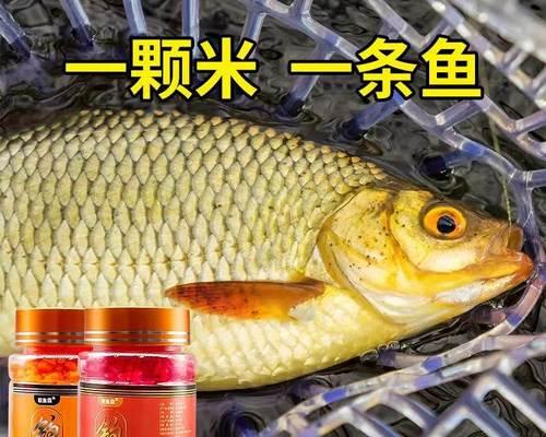 黑坑大板鲫垂钓技巧是什么？如何提高垂钓成功率？  第3张
