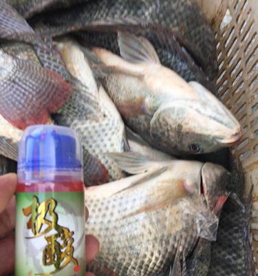 黑坑大罗非钓鱼技巧有哪些？如何提高钓获率？  第2张