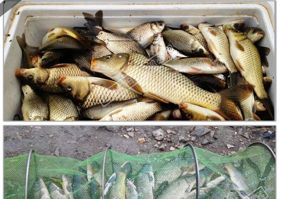 黑坑大棚鲤鱼垂钓技巧是什么？如何提高垂钓成功率？  第3张