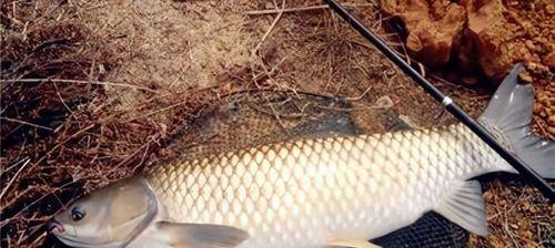 黑坑钓草鱼时钓浮与钓底哪个更有效？掌握技巧轻松上钩！  第3张