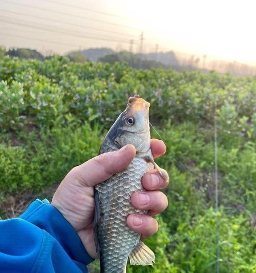 黑坑钓浮草鱼的正确方法与技巧教程？如何提高钓浮草鱼的效率？  第1张