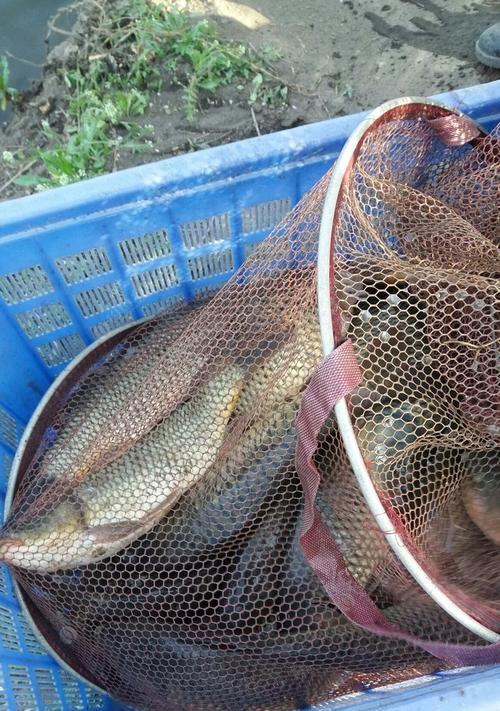 黑坑钓浮鲤鱼正确方法与技巧教学？如何提高钓浮鲤鱼的效率？  第2张