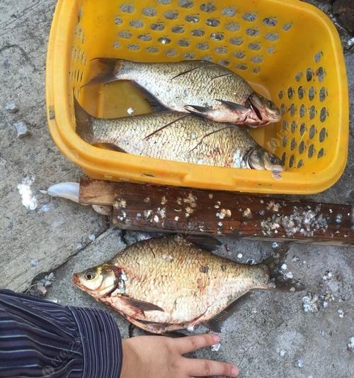 黑坑钓浮青鱼的正确方法与技巧是什么？如何提高钓浮青鱼的技巧？  第2张