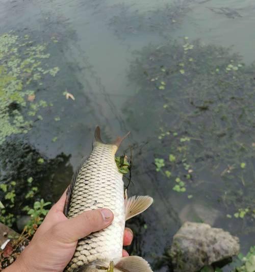 黑坑钓鲫鱼打浮钓技巧有哪些？如何有效提高钓获率？  第1张