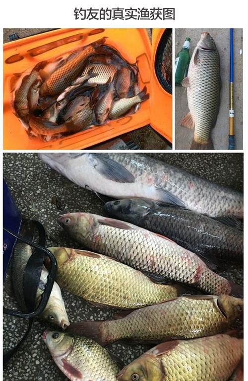 黑坑钓鲫鱼打浮钓技巧有哪些？如何有效提高钓获率？  第2张