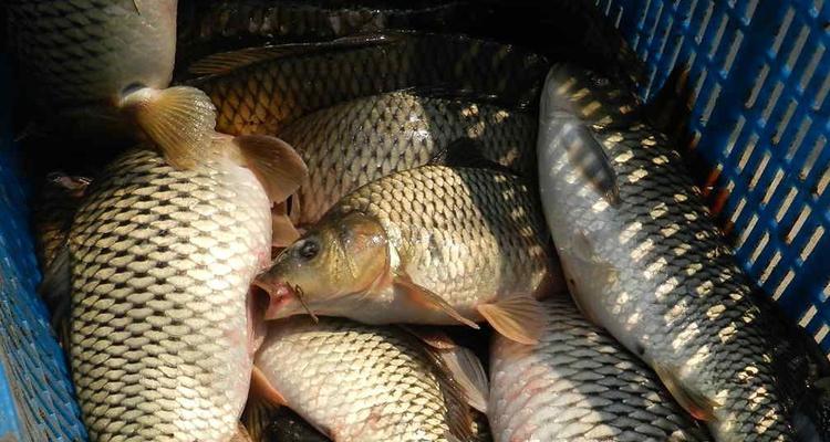 黑坑钓鲤鱼打浮的技巧是什么？如何提高钓鲤鱼的成功率？  第2张