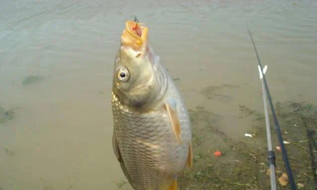 黑坑钓鲤鱼技巧用什么鱼饵？如何选择合适的鱼饵提高钓获率？  第3张