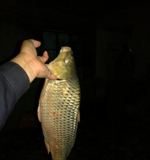黑坑钓鲤鱼夜钓技巧有哪些？如何提高夜钓鲤鱼的成功率？  第1张