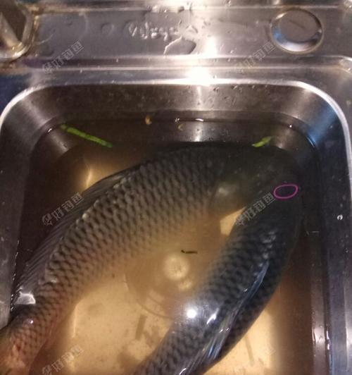 黑坑钓鲤鱼夜钓技巧有哪些？如何提高夜钓鲤鱼的成功率？  第3张