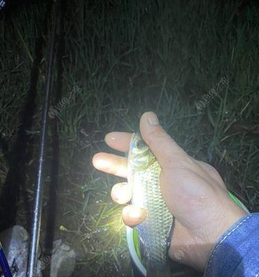 黑坑钓鲤鱼夜钓正钓技巧有哪些？如何提高夜钓鲤鱼的成功率？  第1张
