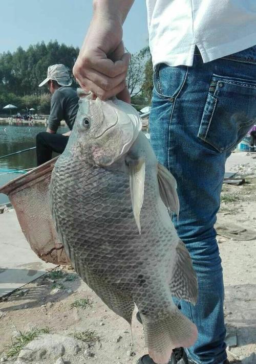 黑坑钓罗非钓鱼技巧有哪些？如何提高钓获率？  第2张