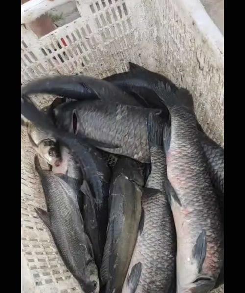 黑坑钓青鱼如何提高成功率？掌握哪些垂钓技巧和方法？  第3张