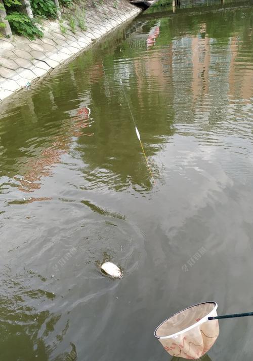 黑坑钓鱼3个技巧是什么？如何提高钓鱼成功率？  第3张