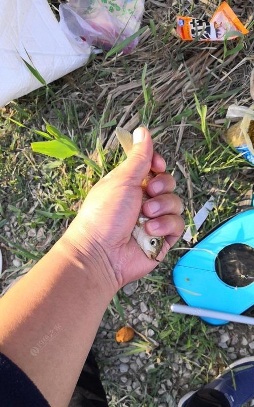 黑坑钓鱼空军技巧是什么？如何避免空军？  第3张