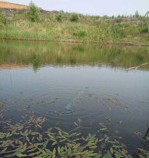 黑坑钓鱼如何提升技巧？掌握哪些方法能提高钓获率？  第2张