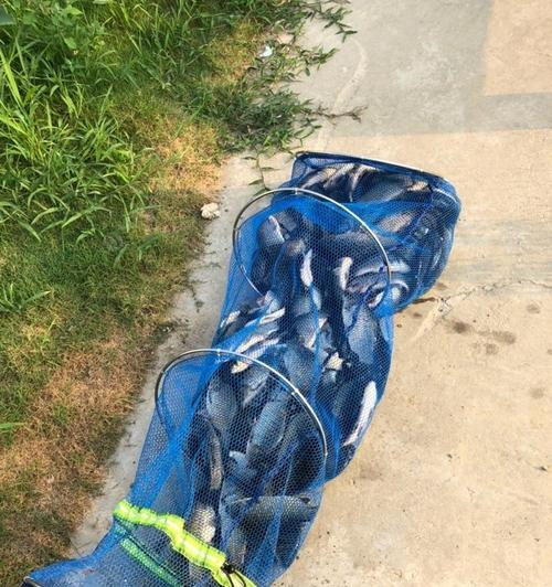 黑坑赌塘钓鱼技巧有哪些？如何提高钓鱼成功率？  第1张