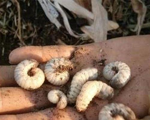 黑坑黄辣丁垂钓技巧有哪些？如何提高垂钓效率？  第3张