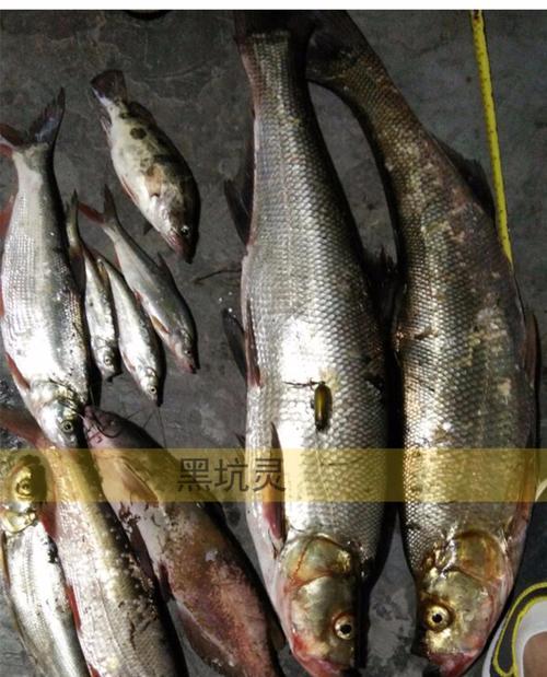 黑坑鲤鲫垂钓技巧有哪些？如何提高钓获率？  第1张